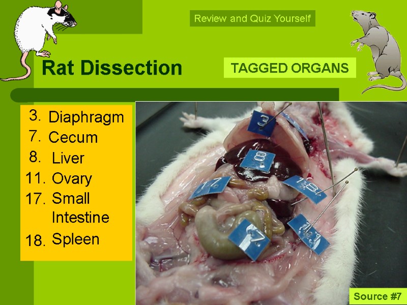 Rat Dissection  3.   7.   8.  11.  17.